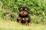YORKSHIRE TERRIER 592